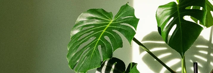 Grünpflanze mit großen Blättern